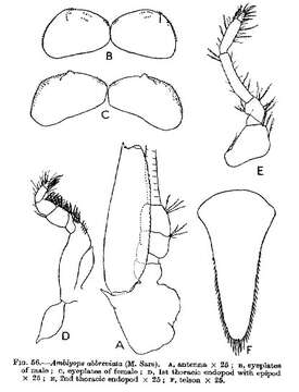 Image of <i>Amblyops abbreviatus</i>