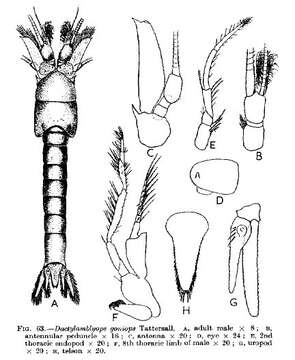 Image of Dactylamblyops goniops W. Tattersall 1907