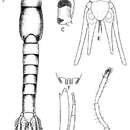 Image of Euchaetomera tenuis G. O. Sars 1883