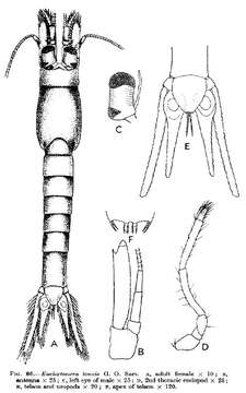 Euchaetomera tenuis G. O. Sars 1883的圖片