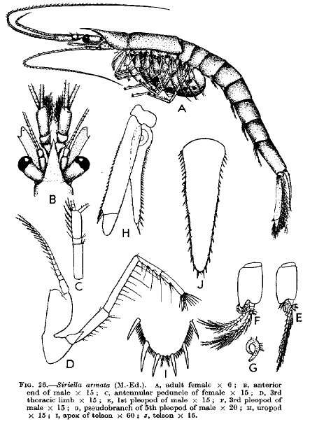 Image of Siriellinae Czerniavsky 1882