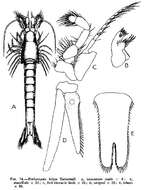 Image of Bathymysis helgae W. Tattersall 1907