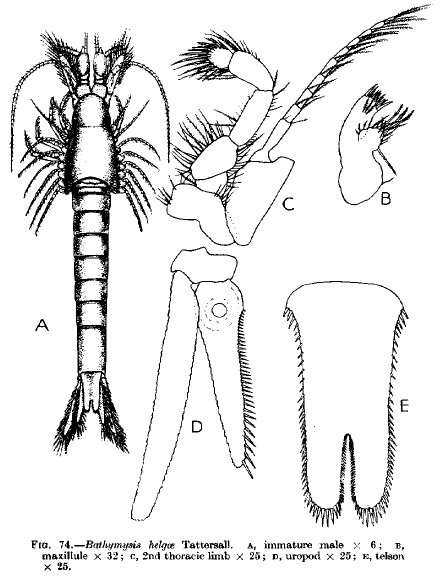 Image of Bathymysis helgae W. Tattersall 1907