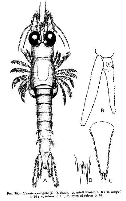 Image of Mysideis insignis (G. O. Sars 1864)