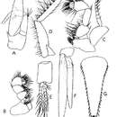 Image of Mysideis insignis (G. O. Sars 1864)