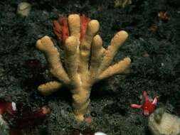 Image of branching sponge