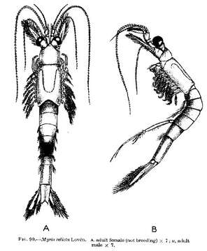 Imagem de Mysis relicta Lovén 1862