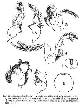 Image of common Northern European opossum shrimp