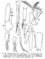 Image de Mysis relicta Lovén 1862