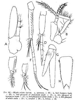 Imagem de Mysis relicta Lovén 1862