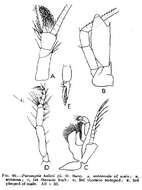 Image of Crustacea