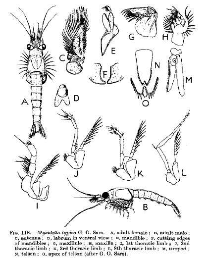 Image of Mysidella typica G. O. Sars 1872