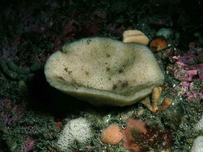 Image of chalice horny sponge