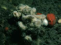 Image of brittle horny sponge