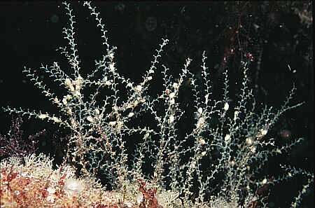 Image of great tooth hydroid