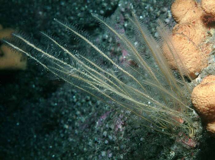 Image of antenna hydroid