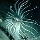 Image of scarce tube-dwelling anemone