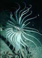 Image of Brown spot tube anemone