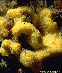 Image of crumpled duster sponge