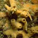Image of Haliclona (Reniera) cinerea (Grant 1826)