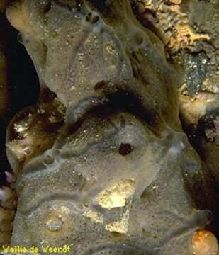 Image of Mycale (Carmia) micracanthoxea Buizer & van Soest 1977