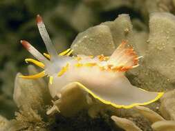 Image of yellow skirt slug