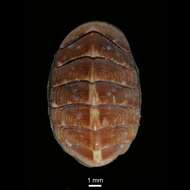 Image of lined red chiton