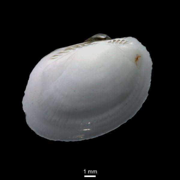 Image of Bathyarca glacialis (Gray 1824)