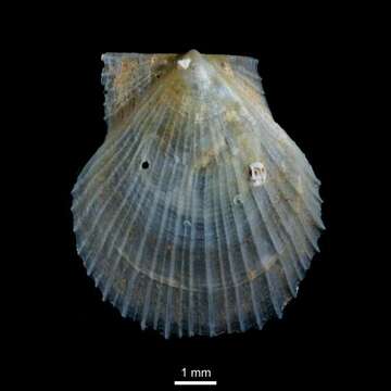 Image of Iceland scallop