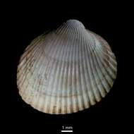 Слика од Ciliatocardium ciliatum (Fabricius 1780)