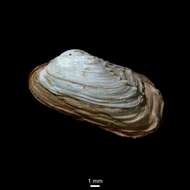 Image of Arctic hiatella