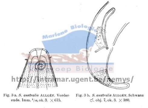 Слика од Sabatieria australis Allgén 1929