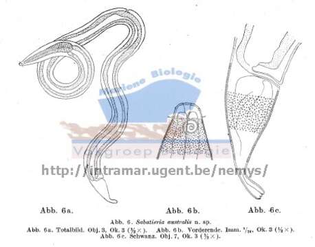 Image de Sabatieria australis Allgén 1929