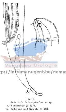 Image of Sabatieria heterospiculum Allgén 1953