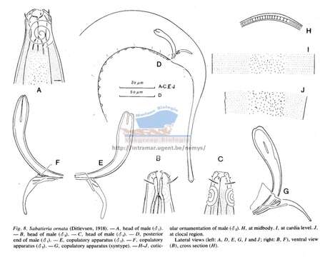 Imagem de Sabatieria ornata (Ditlevsen 1918)