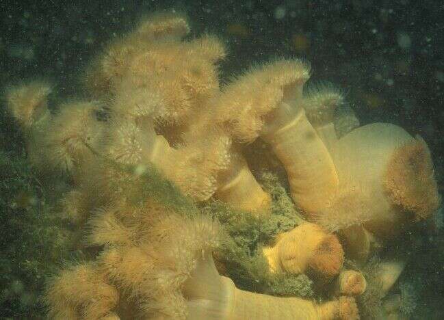 Image of brown sea anemone