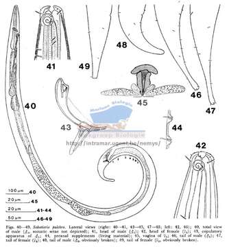 Imagem de Sabatieria pulchra (Schneider 1906)