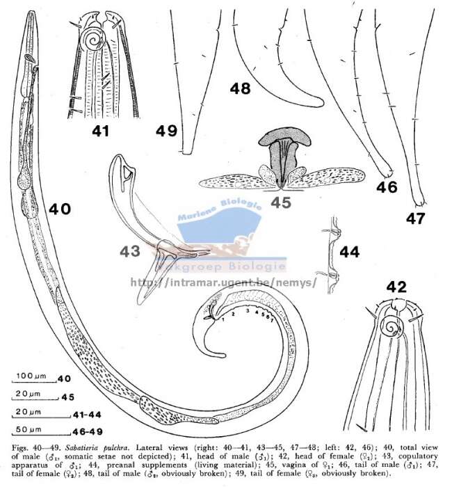 Image de Sabatieria pulchra (Schneider 1906)