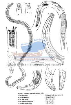 Image of Sabatieria conicauda Vitiello 1970