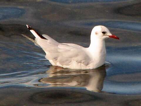 Image of Patagonian black-headed gull