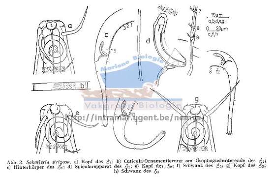 Image of Sabatieria strigosa Lorenzen 1971