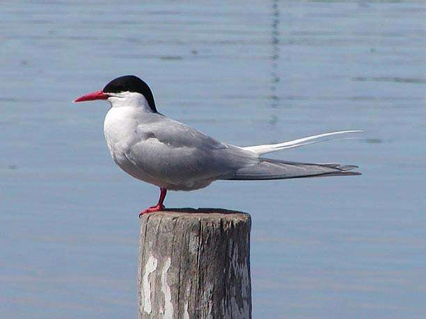 Image of South American Tern