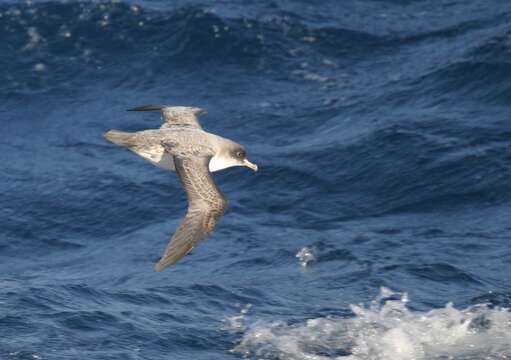 Image of Gray Petrel