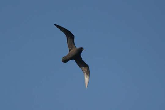 Image of Great-winged Petrel