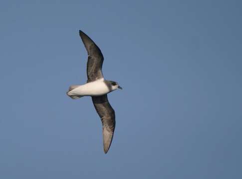 Image of Soft-plumaged Petrel