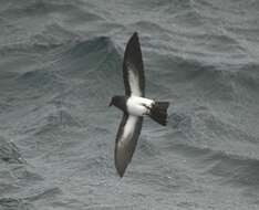 Image of storm petrels