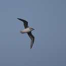 Image of White-bellied Storm Petrel