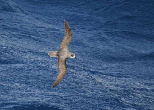 Image of Soft-plumaged Petrel