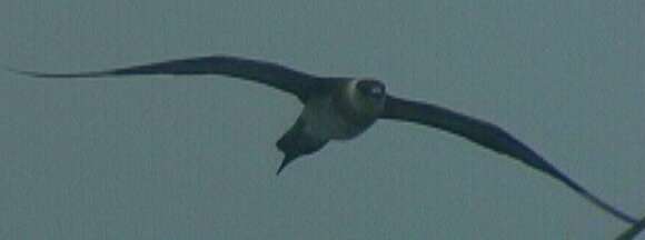 Image of Arctic Skua