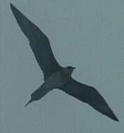 Image of Arctic Skua